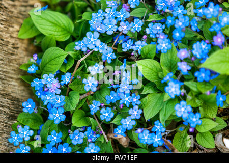 Blue eyed Mary, Omphalodes Verna, Navelwort Stockfoto