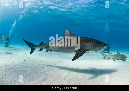 Ein Tigerhai mit schönen Abzeichen Schwimmen unter Tauchern und Zitrone-Haifische. Stockfoto