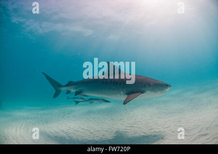 Ein Tigerhai friedlich in flachen, klaren Wasser schwimmen Stockfoto