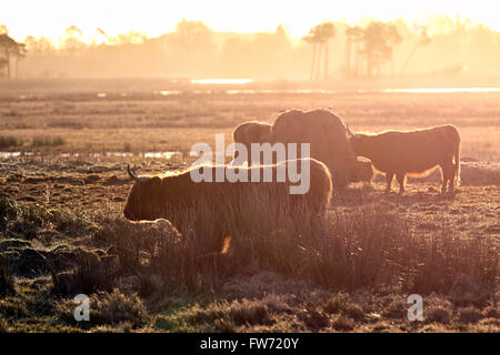 Highland Kühe sind eine schottische Rinderrasse. Hier Hintergrundbeleuchtung im Morgengrauen in einem schottischen Feld. Stockfoto