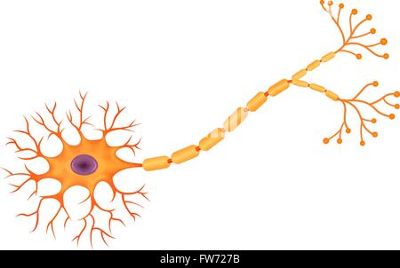 Illustration des menschlichen Neuronen Anatomie Stock Vektor