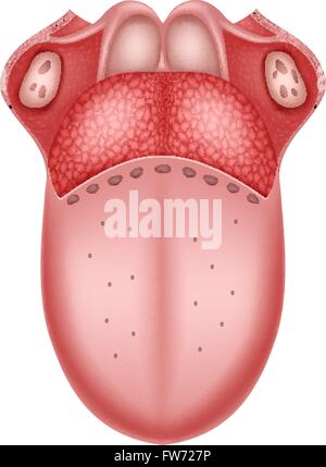 Darstellung der Anatomie der menschlichen Zunge Stock Vektor