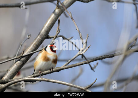 Sitzstangen Stieglitz (Zuchtjahr Zuchtjahr) im zeitigen Frühjahr. Moscow Region, Russland Stockfoto