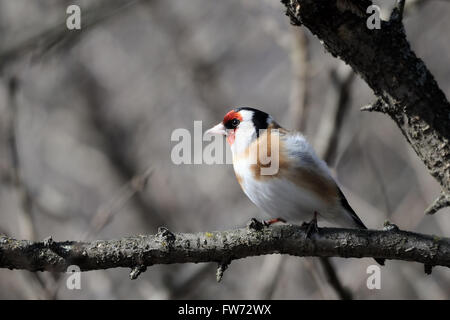 Sitzstangen Stieglitz (Zuchtjahr Zuchtjahr) im zeitigen Frühjahr. Moscow Region, Russland Stockfoto