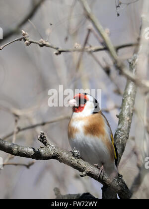 Sitzstangen Stieglitz (Zuchtjahr Zuchtjahr) im zeitigen Frühjahr. Moscow Region, Russland Stockfoto
