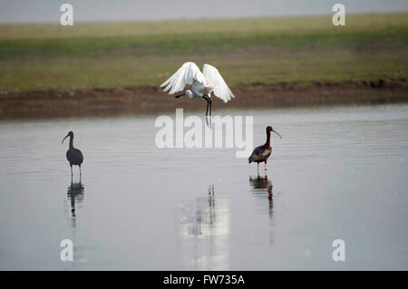 Löffler und Glossy ibis (Plegadis falcinellus), Indien Stockfoto