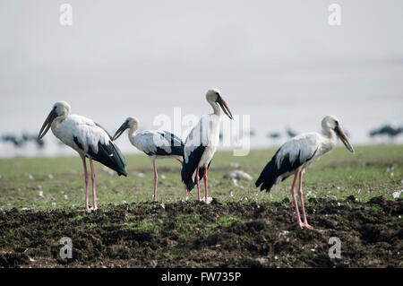 Asiatische offene Wechsel Stork (anastomus oscitans) ist ein großes Planschbecken Vogel in die storchenfamilie ciconiidae., Indien Stockfoto