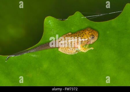 Kaulquappe, malabar Segelfliegen Frosch (rhacophorus malabaricus), Indien Stockfoto