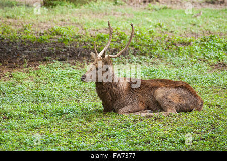 Sambar, Rusa, cervidae, Indien Stockfoto