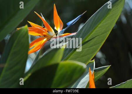 Strelitzia, Paradiesvogel Blume fotografiert in Singapur Stockfoto