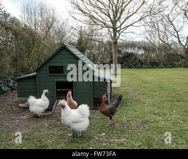 Haus gemacht Hühnerhaus in einem Sommergarten Einstellung gesehen. Stockfoto