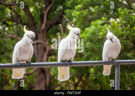 Drei in einer Reihe, Schwefel crested Kakadus Cacatua galerita Stockfoto