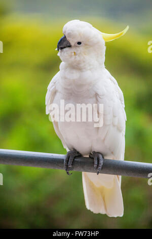 Schwefel-crested Kakadu Cacatua galerita Stockfoto