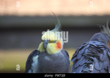 Nymphensittich (Nymphicus Hollandicus) mit geschlossenen Augen. Stockfoto
