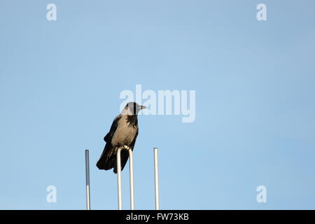 Mit Kapuze Krähe (Corvus Cornix) sitzt auf einer Antenne vor blauem Himmel. Stockfoto