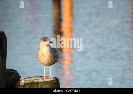 Juvenile Europäische Silbermöwe (Larus Argentatus) sitzen auf Holzstab in einer Küstenregion. Stockfoto