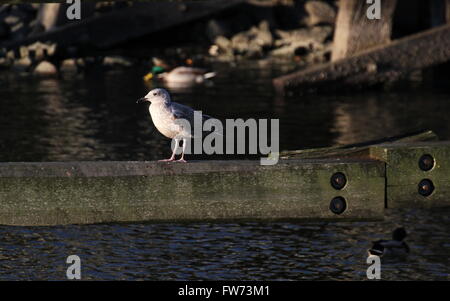 Juvenile Europäische Silbermöwe (Larus Argentatus) sitzen an Holzbalken in einer Küstenregion. Stockfoto