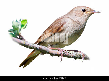 Soor Nachtigall (Luscinia Luscinia). Der Vogel auf einem Ast des Baumes hocken.  Isolated On White Stockfoto