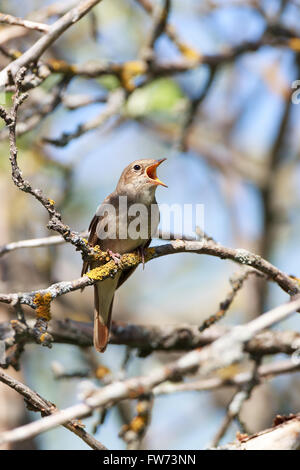 Soor Nachtigall (Luscinia Luscinia). Der Vogel auf einem Ast des Baumes hocken. Ein singender Vogel. Singende Männchen. Stockfoto