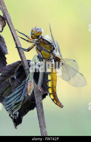Details von breitkörnigem Chaser ( Libellula depressa ), Libelle, Nahaufnahme, auf einer trockenen Pflanze, detaillierter Makrovollkörper, Tierwelt, Europa. Stockfoto