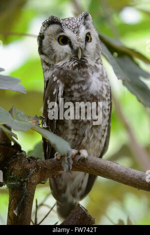 Boreal Eule / Raufusskauz (Aegolius Funereus), alarmiert Erwachsener, thront in einem Baum, mit seiner offenen Augen frontal Seitenansicht. Stockfoto