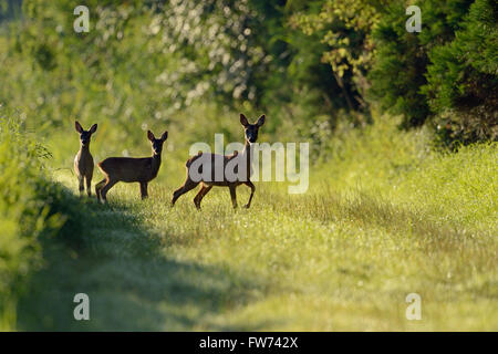 Rehe / Reh ( Capreolus capreolus ), erwachsenes Weibchen, das zwei Rehe am Rande eines Waldes über Grasland, Tierwelt, Europa führt. Stockfoto