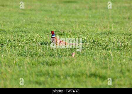 Fasan (Phasianus Colchicus). Wildvögel in einen natürlichen Lebensraum. Tierfotografie. Stockfoto