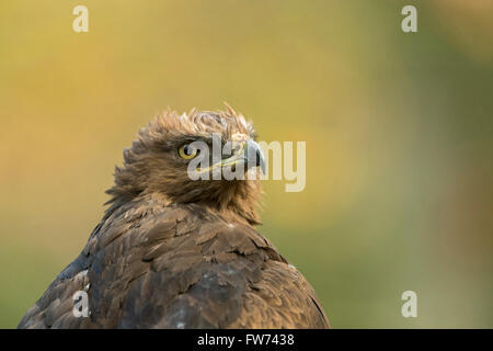 Lesser Spotted Eagle / Schreiadler (Aquila Pomarina), Erwachsene, scharfen Adleraugen, wunderschönen farbigen Kopf-Porträt. Stockfoto