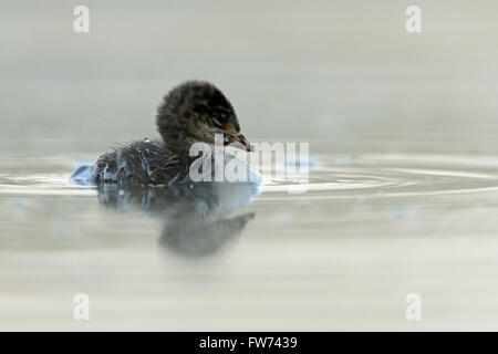 Sehr junger Schwarzhalsvogel / Ohrmuschel ( Podiceps nigricollis), Küken, gerade nach dem Tauchen, Wildtiere, Europa. Stockfoto