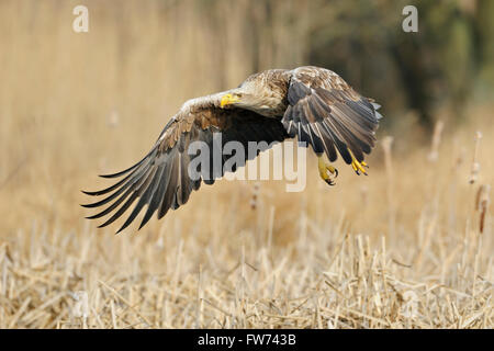 White tailed Eagle / Seeadler (Haliaeetus Horste), beeindruckende Erwachsenen fliegen dicht über dem nassen Boden umgeben von goldenen Schilf Stockfoto