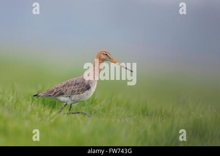 Erwachsener Schwarzschwanzgodwit ( Limosa limosa) in seinem Brutgefieder auf der Suche nach Nahrung auf einer ausgedehnten Wiese, Wildtiere, Europa. Stockfoto