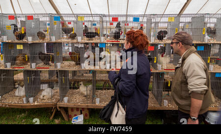 Ein Mann und eine Frau gehen vorbei an einem Stapel von Käfig begehrte Wettbewerb Hennen und Hühner, Frome Cheeese Show & Jahrmarkt in Wiltshire Stockfoto