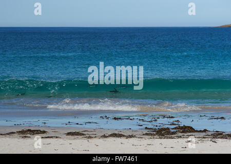 Gentoo Penguins (Pygoscelis Papua) aus dem Meer auf einem großen Sandstrand am Bleaker Island auf den Falklandinseln. Stockfoto