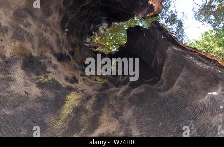 Eine Ansicht der Mammutbäume in der Lady Bird Johnson Grove des Redwood National Park in der Nähe von Crescent City, Kalifornien USA Stockfoto