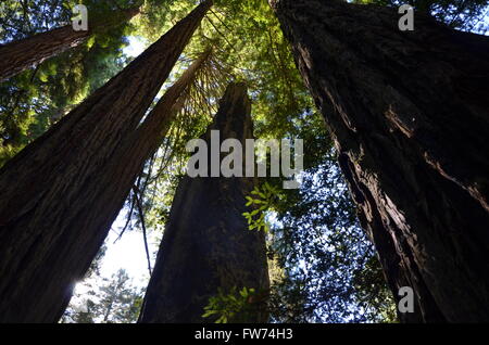 Eine Ansicht der Mammutbäume in der Lady Bird Johnson Grove des Redwood National Park in der Nähe von Crescent City, Kalifornien USA Stockfoto