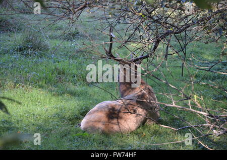 Ein Roosevelt Elk in der Elch-Wiese des Prairie Creek Redwoods State Park, Orick, Kalifornien USA Stockfoto