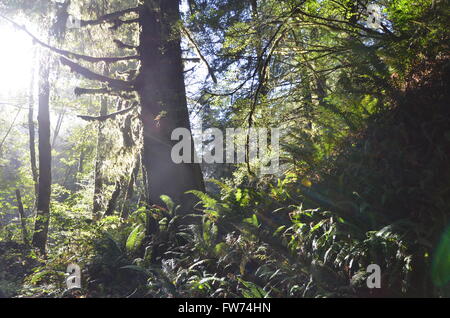 Eine Ansicht der Mammutbäume in der Lady Bird Johnson Grove des Redwood National Park in der Nähe von Crescent City, Kalifornien USA Stockfoto