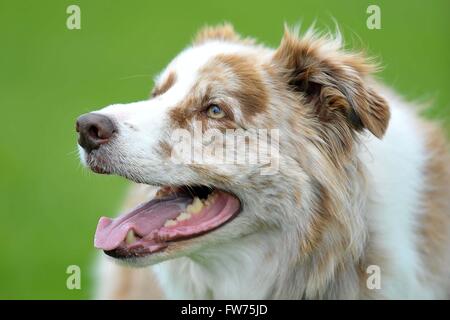 Border-Collie Hund Kopf Porträt keuchend nach draußen spielen Stockfoto