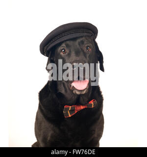 Schwarze Labrador retriever Porträt Stockfoto