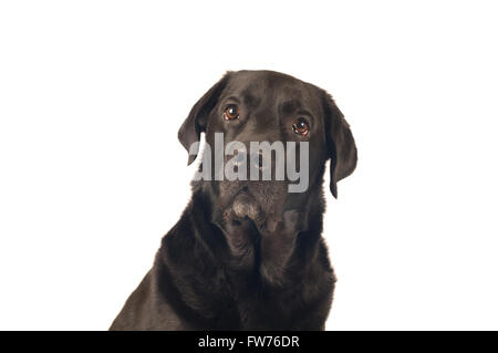 Schwarze Labrador retriever Porträt Stockfoto