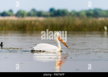 Krauskopfpelikan Stockfoto