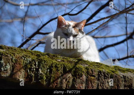 Hallo. Stockfoto