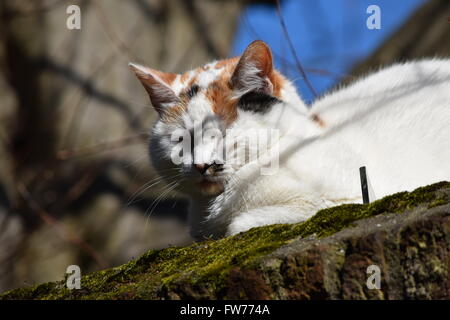 Chill-Katze. Stockfoto