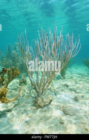 Marine Unterwasserwelt, poröse Meer Stab Korallen, Pseudoplexaura Porosa, auf einem flachen Meeresboden, Karibik Stockfoto