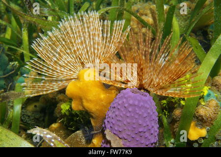 Marine Unterwasserwelt, herrliche Staubwedel Wurm mit Meeresschwamm auf dem Meeresboden, Karibik Stockfoto