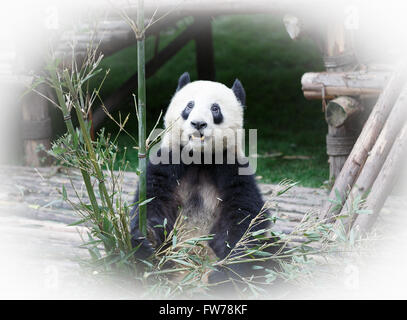 Ein Panda sitzen auf dem Boden in eine Benommenheit, Stockfoto