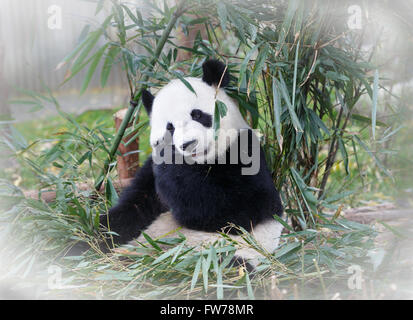 Hungrige Riesen-Panda-Bär Essen Bambus Stockfoto