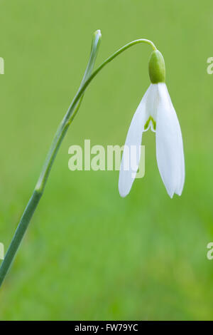 Schneeglöckchen Blume vor unscharfen Hintergrund Stockfoto