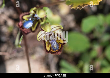 Eine Spiegel-Orchidee fotografiert in Portugal Stockfoto