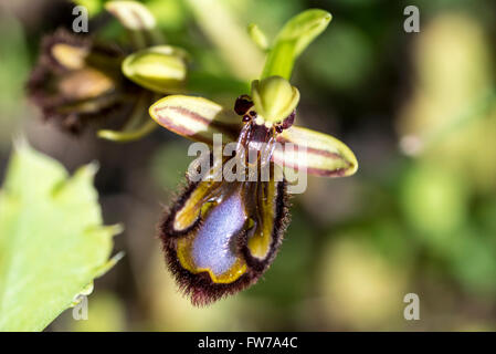 Eine Spiegel-Orchidee fotografiert in Portugal Stockfoto